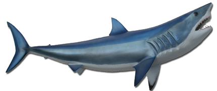 mako shark