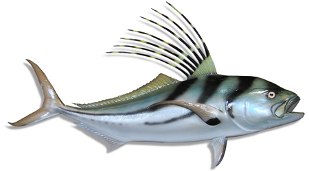 roosterfish