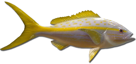 yellowtail snapper